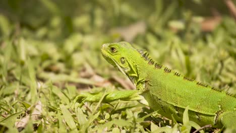 young green iguana crawling on green grass during sunny day