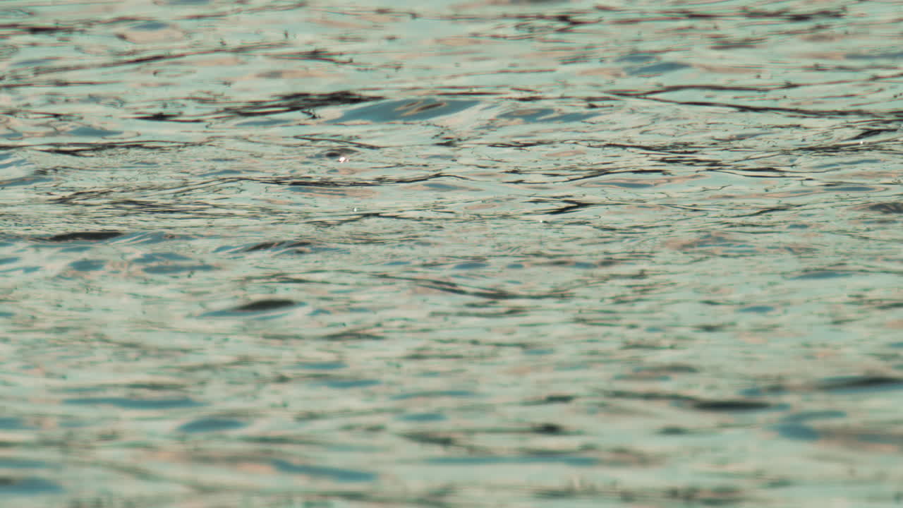 Close up of dozens of fish leaping from the sea near the shore