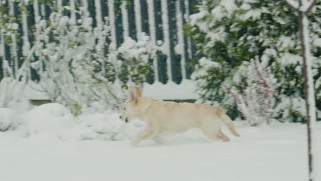 Divertido-Golden-Retriever-Corriendo-En-La-Nieve-Fresca-En-El-Patio-Trasero-De-La-Casa