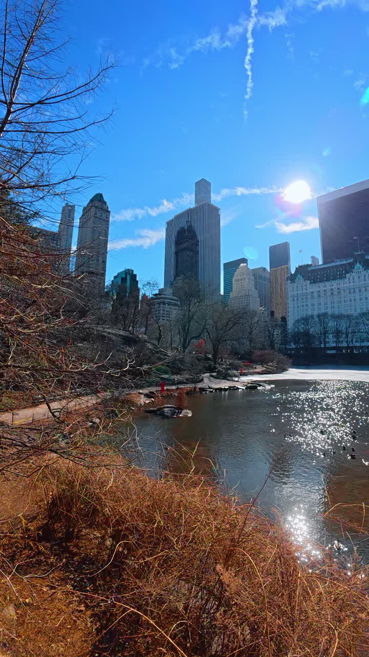 Sun reflects in the pond at the Central Park, New York, USA. Low angle view at the high-rises near the park. Vertical video