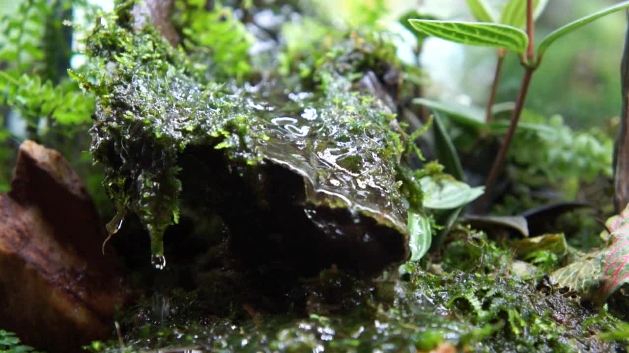 대중에게 공개되는 소형 유리 수족관의 아쿠아스케이프와 테라리움 디자인에 중점을 두고 선정