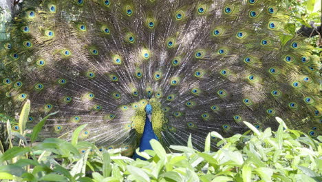 peacock does a pirouette showing its feathers in an attempt to intimidate the opponent