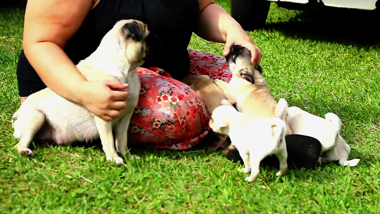 Woman sitting on the grass playing with pug and puppies.