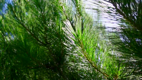 pine needles swaying in breeze back lit from behind by bright sunlight, slowmo