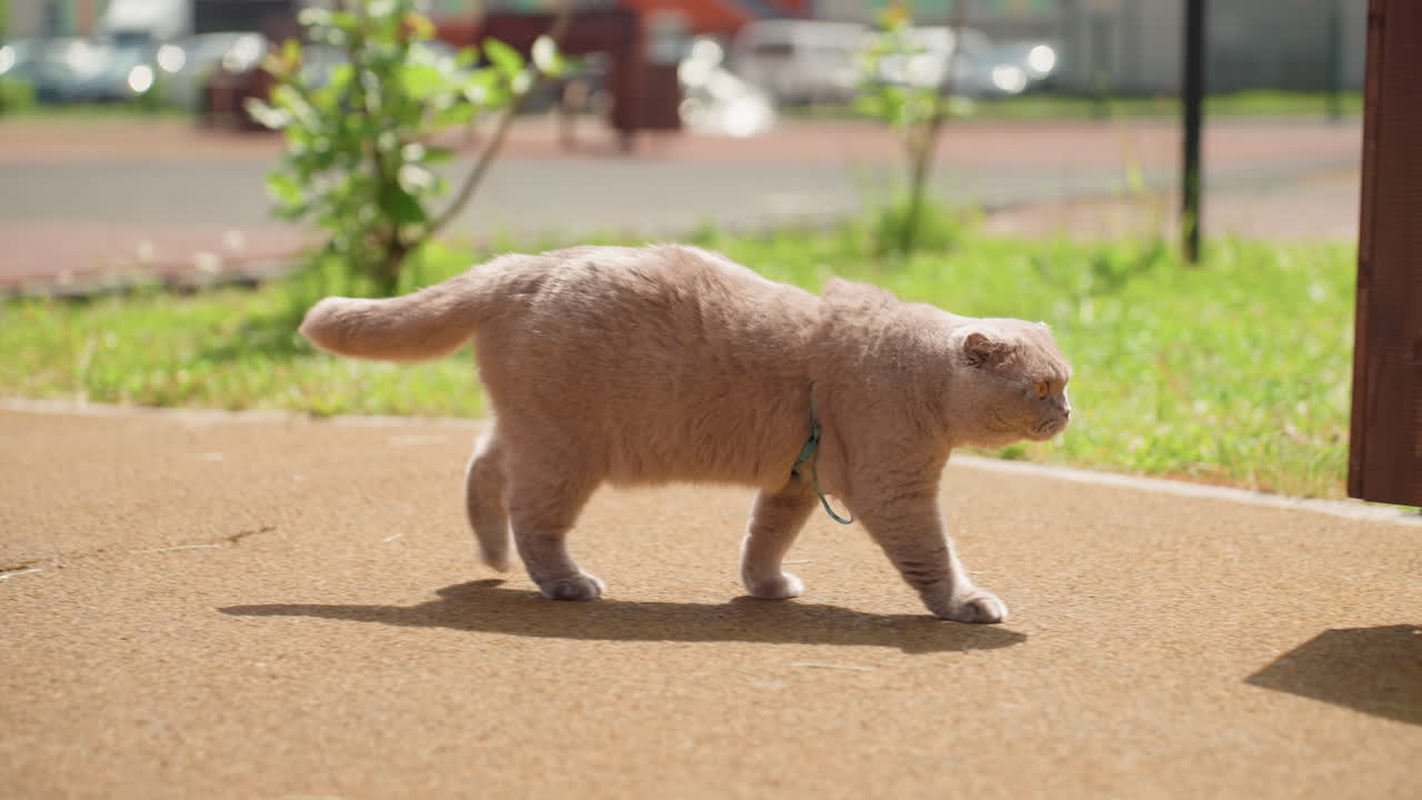 Fluffy Ginger Cat Walking Along Sidewalk In Sunlit Park Exploring Grass Verge Near Wooden Bench And Fence Slow Deliberate Stride Soft Cream Fur Curious Gaze Playful Tail Swish Daytime Neighborhood