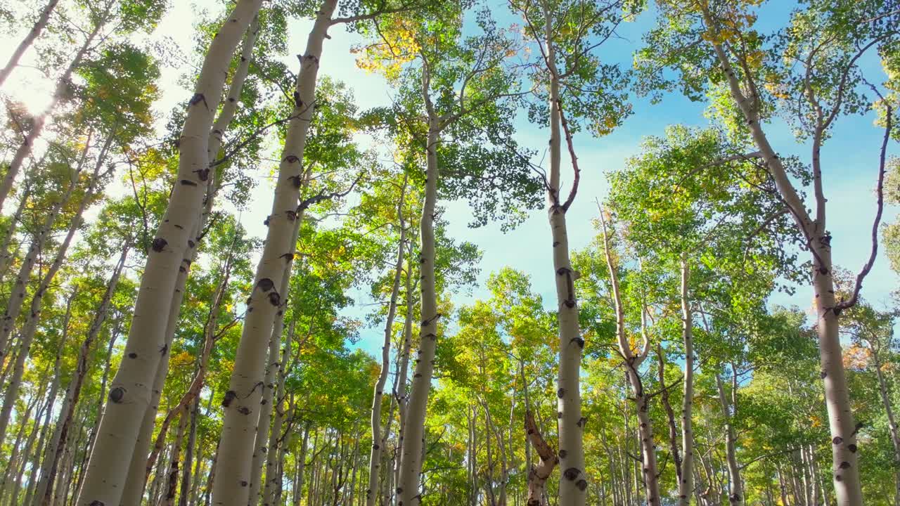 Mt Shavano ground level woods campground trailhead Kebler Pass Crested Butte Paonia dense tall mature Aspen Tree forest Colorado aerial drone early morning sun fall autumn to the right pan up motion