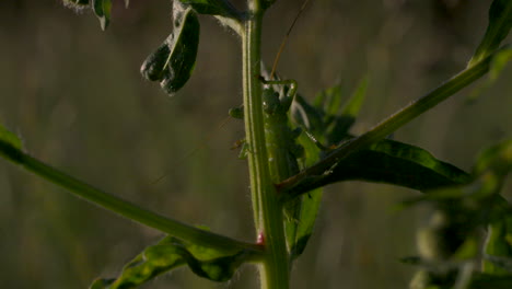 green grasshopper on plant stem