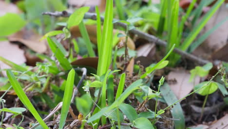 close overview of beetle insect perched on green stalks and leaf litter below, escaping and moving away from flies that are attacking it