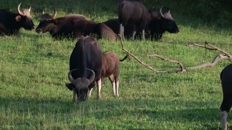 head down eating grass while the calf follows behind during a sunny afternoon, gaur bos gaurus, thailand