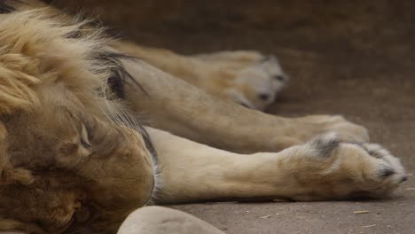 El-León-Dormido-Se-Enfoca-Desde-Las-Patas-Hasta-La-Cara.