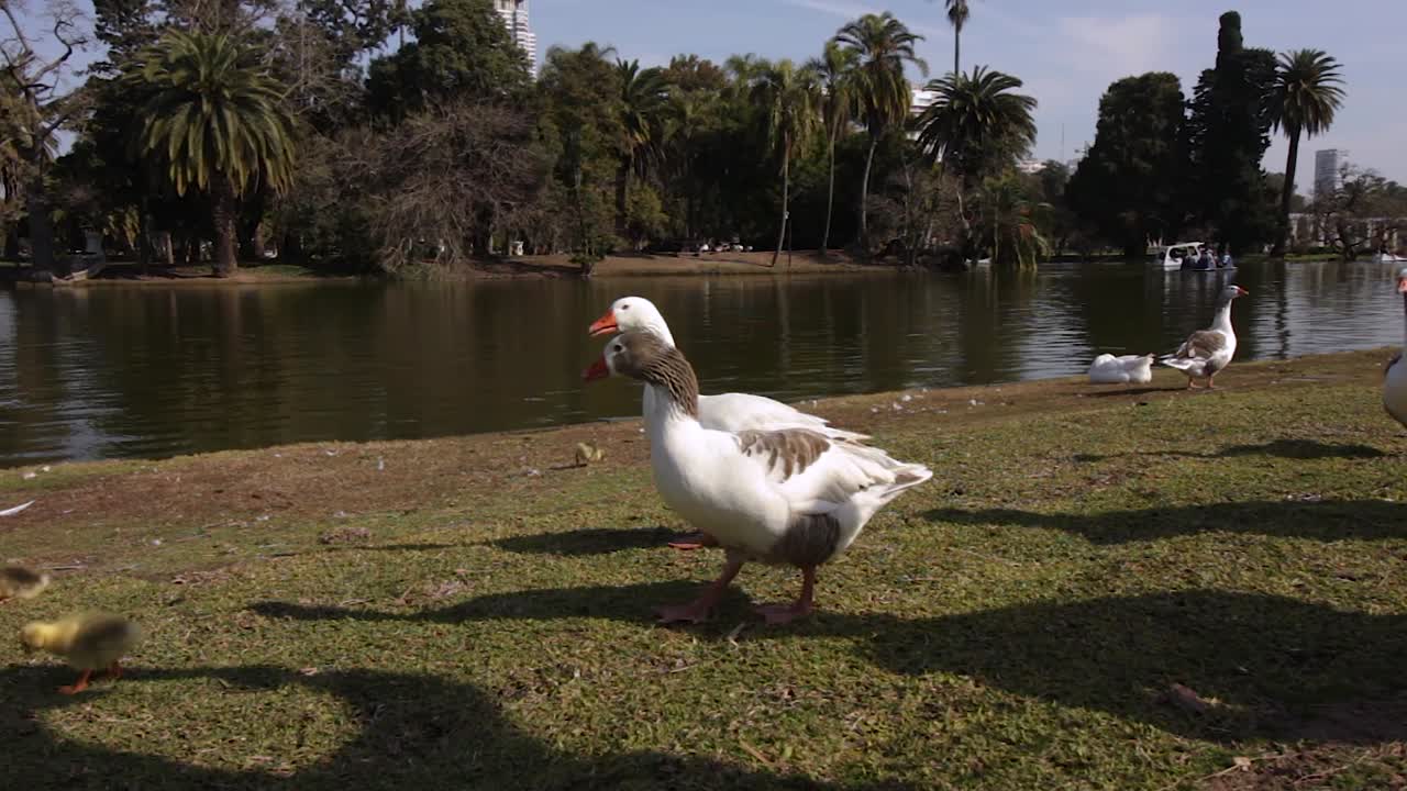 patos comiendo hierba en la orilla de un río