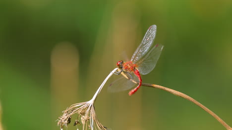 Die-Scharlachrote-Libelle-(Crocothemis-Erythraea)-Ist-Eine-Libellenart-Aus-Der-Familie-Der-Libellulidae.-Zu-Seinen-Gebräuchlichen-Namen-Gehören-Der-Breite-Scharlachrote-Und-Der-Gemeine-Scharlachrote-Schlangenhalsvogel.