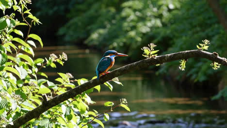 common kingfisher perched on a branch by a river