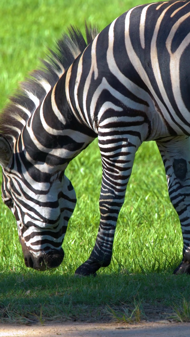 En zebra græsser på frodigt grønt græs under skarpt sollys, set fra siden.