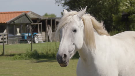 wind blowing through the manes of horse standing in a pen - 240fps slow motion