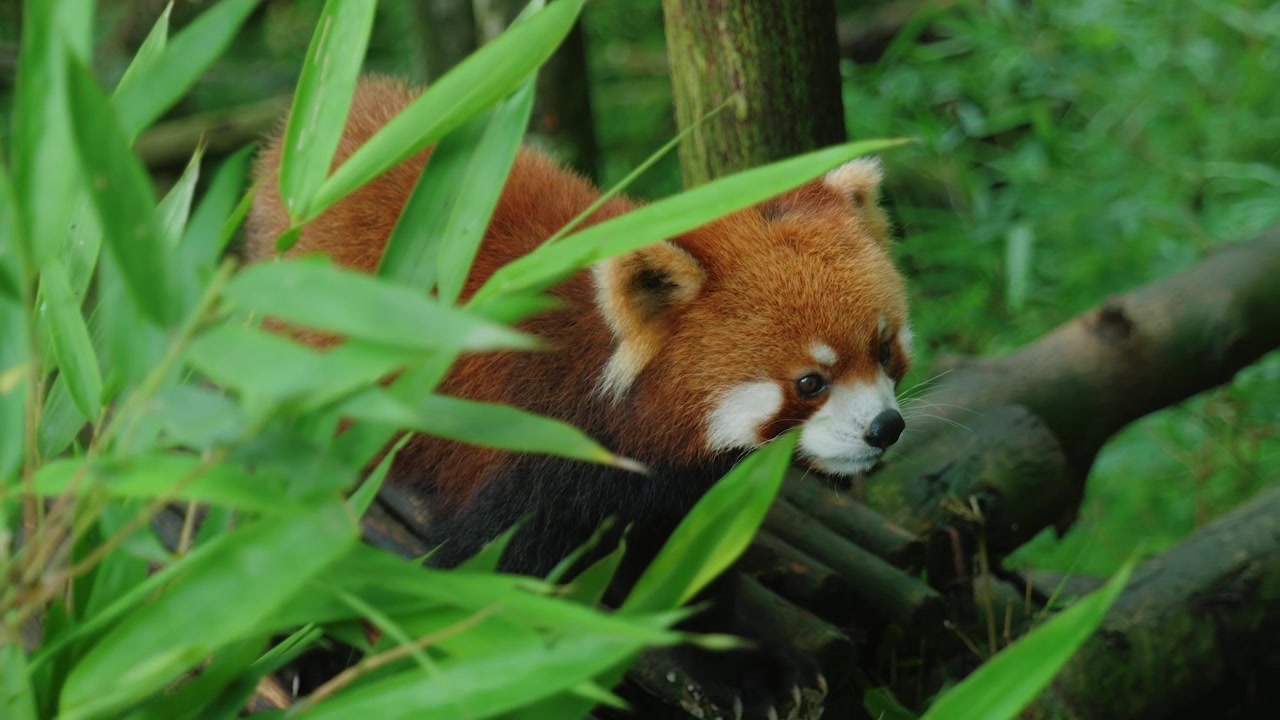 Transizione di messa a fuoco attraverso foglie di bambù verdi che rivela un simpatico panda rosso che si guarda intorno su un tronco