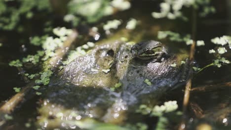 Totale-Tiefe-Naturlandschaft-Nahaufnahme-Moment-Mit-Einem-Kleinen-Ruhenden-Frosch