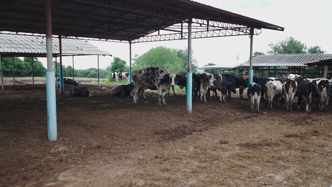 Cows in a Farm Shed