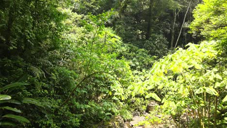 Flug-über-Einen-Kleinen-Fluss-Im-Dschungelwald