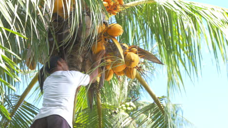 man-collects-coconuts-in-The-Philippines