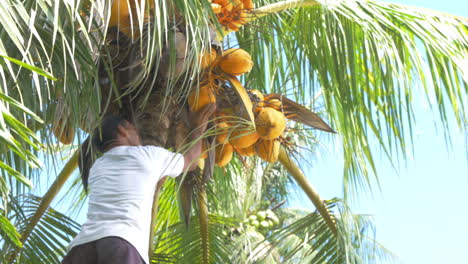 el hombre recoge cocos en filipinas
