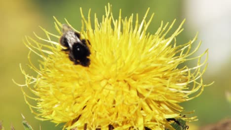 Eine-Makro-Nahaufnahme-Einer-Hummel-Auf-Einer-Gelben-Blume,-Die-Nach-Nahrung-Sucht