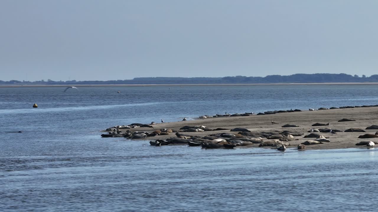 Harbor seals sunbathing on Hinderplaat sandbank in Oostvoorne