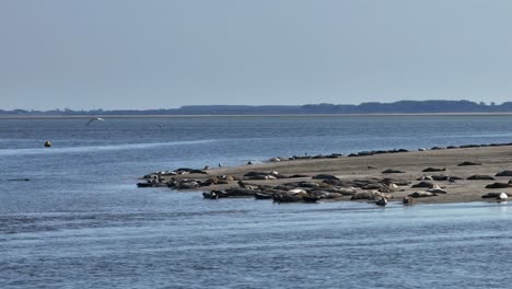 harbor seals sunbathing on hinderplaat sandbank in oostvoorne