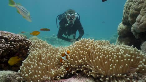 female scuba diver and clownfish in anemone