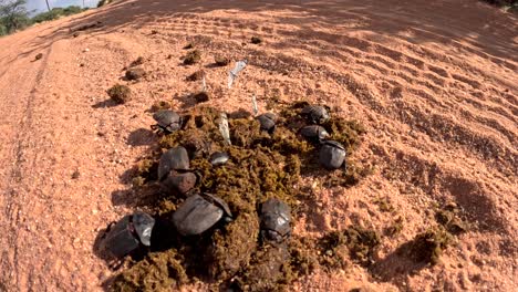 time-lapse of dung beetles gathering herbivore dung for nesting and feeding, playing a crucial role in ecosystem nutrient recycling