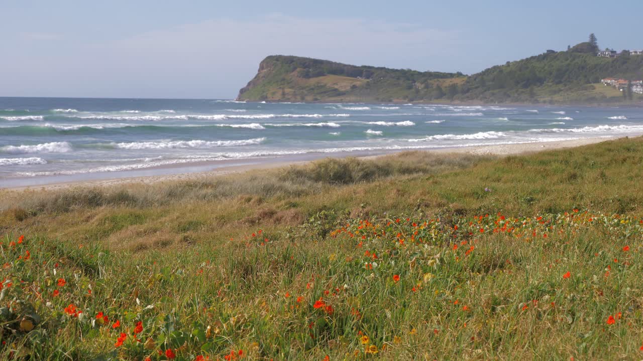 여름에 초원에서 자라는 아름다운 붉은 양귀비 꽃 - 레녹스 포인트 곶이 있는 파도 - 호주 뉴사우스웨일즈 북부 강에 있는 레녹스 헤드