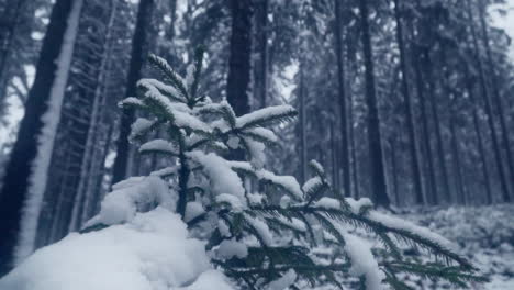 Agujas-De-Abeto-Cubiertas-De-Nieve-En-Un-Denso-Bosque-Invernal