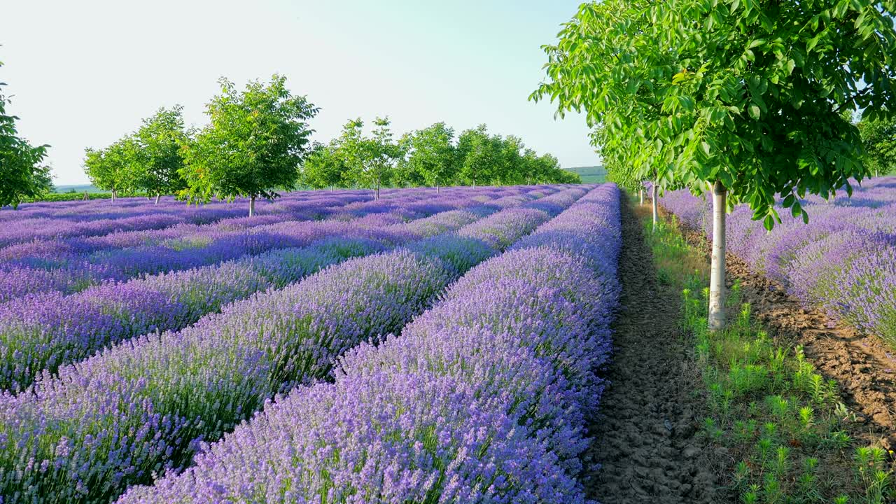 perspectiva personal de la vista de caminar en un campo con plantas de lavanda al amanecer.