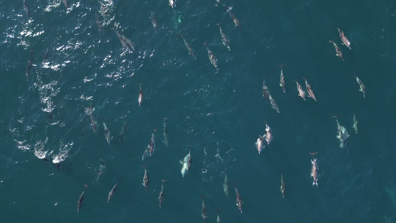 태평양에서 수영하는 돌고래 그룹 포드의 드론 항공 풍경  - 마루브라 해변 자연 여행 관광 nsw 시드니 오스트레일리아 4k