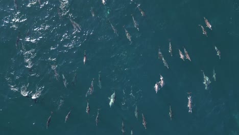 Drone-aerial-landscape-shot-of-dolphin-group-pod-swimming-in-Pacific-Ocean-Maroubra-beach-nature-travel-tourism-NSW-Sydney-Australia-4K