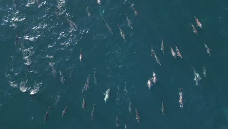 drone paisaje aéreo toma de grupo de delfines nadando en el océano pacífico maroubra playa naturaleza viajes turismo nsw sídney australia 4k