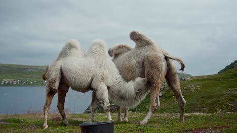 young white camel sucks milk from its mother on countryside hill of norway