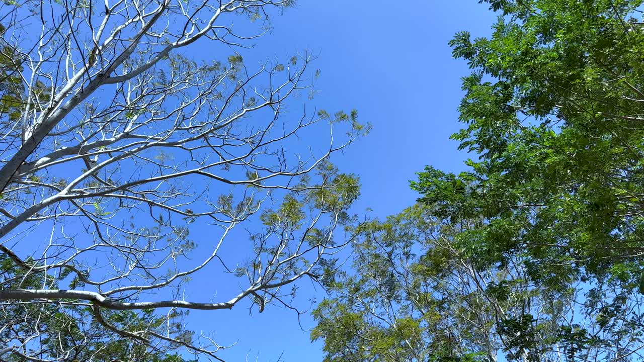 나무와 파란 하늘