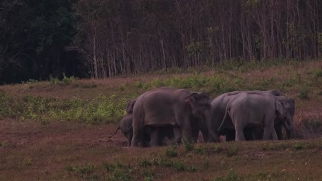 two groups joined together as one big herd as they move around and one faces the left to get ready to return to the forest, indian elephant elephas maximus indicus, thailand