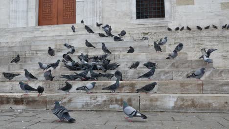 a flock of pigeons on the steps of a building