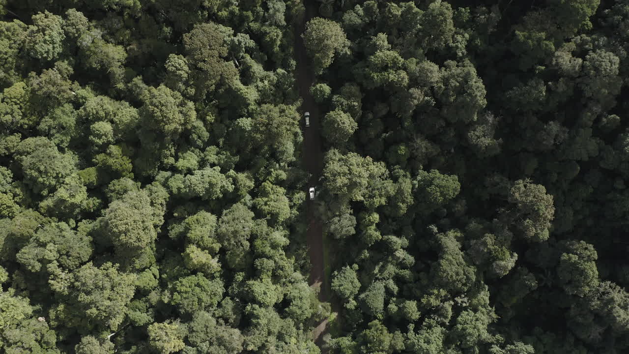 toma superior de 4k drone de tres autos blancos conduciendo en un camino de tierra en un bosque verde denso en australia