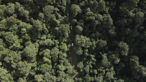 4k drone top shot of three white cars driving on a dirt road in a green dense forest in australia