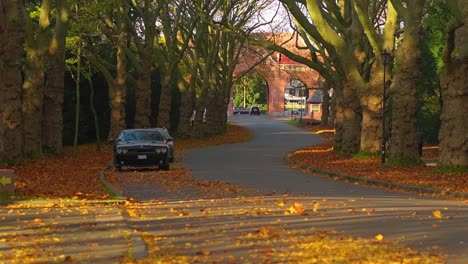 cars parked on the road with fallen autumn leaves on a sunny morning - wide shot