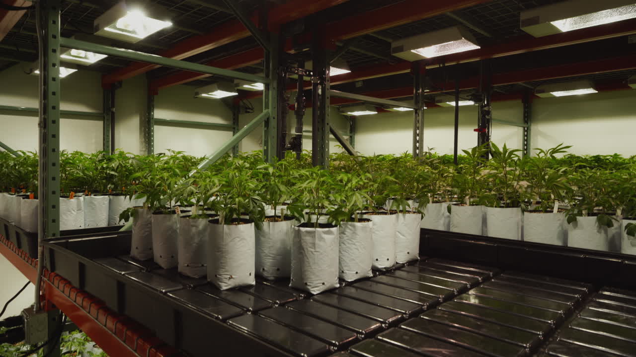 Strati di piante di cannabis che crescono in una coltivazione legale.