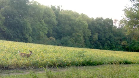 white tail deer - two fawn bound out of a soybean field the midwest in autumn