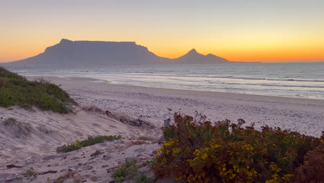 Stunning-golden-orange-sunset-view-of-Table-Mountain-Cape-Town-South-Africa-beach-flowers-blowing-in-the-wind-small-waves-on-scenic-sand-ocean-mountain-landscape-slider-pan-to-the-left-and-back