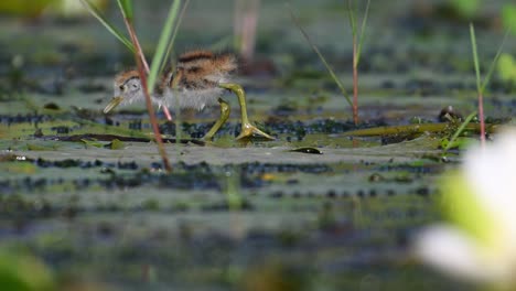 Wunderschöne-Jacana-Küken-Fressen-Morgens-Im-Seerosenteich