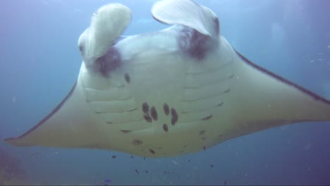 Giant-manta-ray-swims-directly-at-camera-smiling-and-banks-a-turn-to-the-coral-reef-and-fish