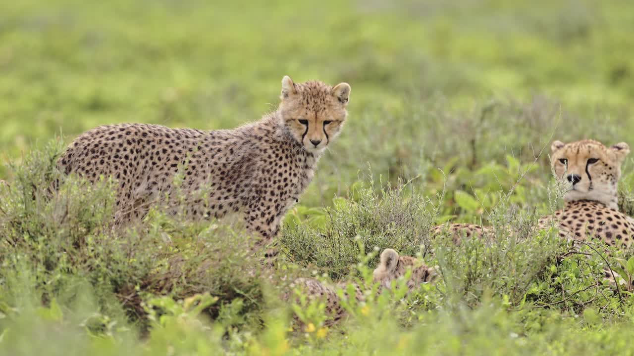 Cute Tiny Baby Cheetah Cub in Tanzania Standing Looking Around in Serengeti National Park, Cheetahs in Tanzania in Africa on African Wildlife Safari Animals Game Drive