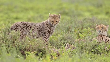 cute tiny baby cheetah cub in tanzania standing looking around in serengeti national park, cheetahs in tanzania in africa on african wildlife safari animals game drive